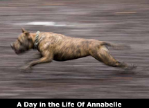 DayInLifeOfAnnabelle